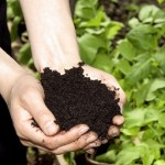 Important Facts About Organic Fertilizer